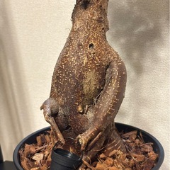 【大型】　ガジュマル 