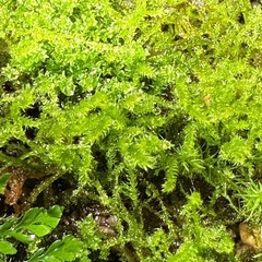 「他お取引で無料」　ハイゴケ　コケ　苔の画像