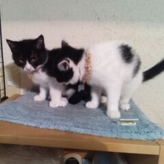白黒ハチワレの妹アイス − 東京都