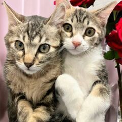 2月16日(日)💖🧡三鷹で猫の譲渡会🩷💝ミケちゃん女の子　生後3ヶ月　姉妹もいるよ🌟　飼い主不在確認すみ - 三鷹市
