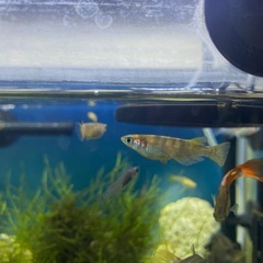 メダカの画像