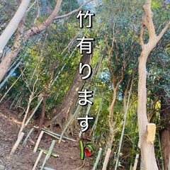 🎋竹🎋有ります🙌物々交換可能です🙆‍♀️♻️ たけ　竹　