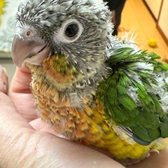 ワキコガネウロコインコ④号 飼い主様募集中♡