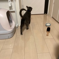 猫　トイレの画像