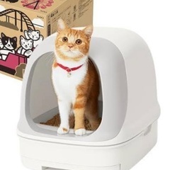 猫　トイレの画像