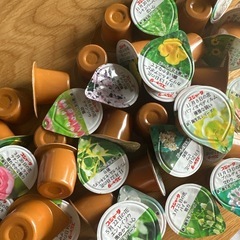 コーヒーフレッシュ　スジャータP  4.5ml×40コ　新誕生日...