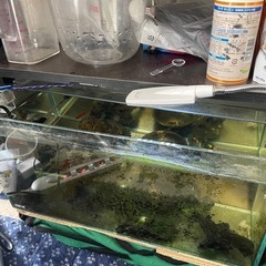 お話中　45センチ水槽　熱帯魚用品大量　コリドラスピグミー6匹　...