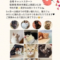 🐈‍⬛Cat Start &ほごにゃんCOCORO🐈‍⬛譲渡会