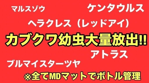 2月11日受渡し済み/外国産クワカブ幼虫まとめ売り