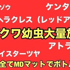 2月11日受渡し済み/外国産クワカブ幼虫まとめ売り