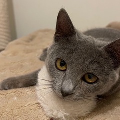 🩷ベリーちゃん里親様決定🩷 - 猫