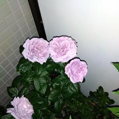 紫バラ　新苗2鉢　強健