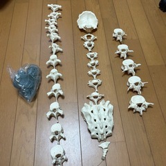 ソムソ骨模型