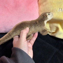 無料✨動物園コツメカワウソぬいぐるみの画像