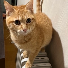 💓ピケちゃん里親様決定💓