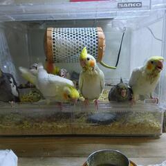 オカメインコその後