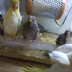 オカメインコその後 - ペット