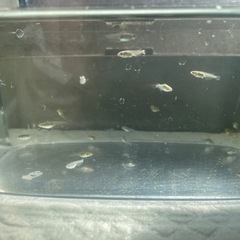 メダカ5匹で¥100-  の画像