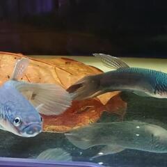 ワイルドベタ アントゥタ稚魚  5匹（25/2/23まで） 終了しました ありがとうございました の画像