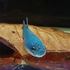 ワイルドベタ アントゥタ稚魚  5匹（25/2/23まで） 終了...