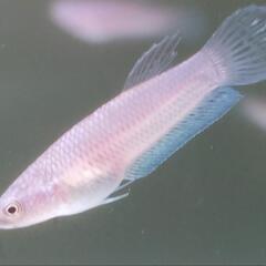 ワイルドベタ アントゥタ稚魚  5匹（25/2/23まで） 終了しました ありがとうございました の画像