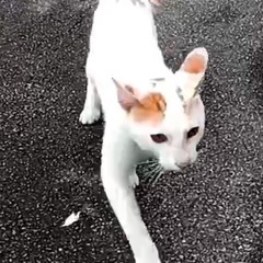 ♂6ヶ月ぐらい