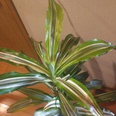 観葉植物 ドラセナ レモンライムの画像