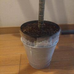 観葉植物 ドラセナ レモンライムの画像