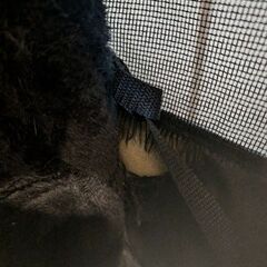 【Airbuggy】エアバギー ペットキャリーの画像