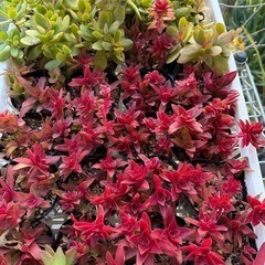 紅葉MAX 多肉植物  