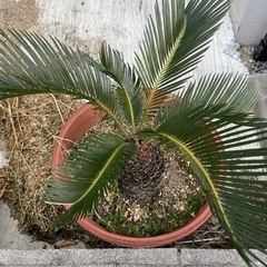 ソテツの画像