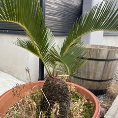ソテツの画像