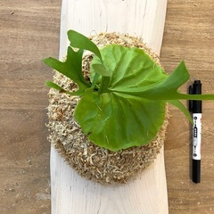  【観葉植物】 ビカクシダ　p. リドレイ　