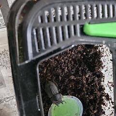あげますクワガタ、カブトムシ成虫、幼虫