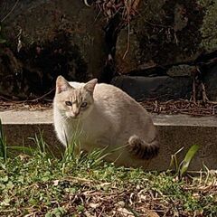 新規受付停止中【お迎え待ってるよ。】レッドポイントシャム柄のチロルちゃん - 福山市