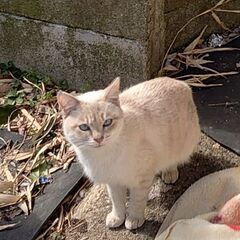 新規受付停止中【お迎え待ってるよ。】レッドポイントシャム柄のチロルちゃん - 猫