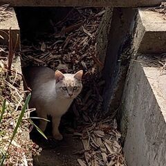 新規受付停止中【お迎え待ってるよ。】レッドポイントシャム柄のチロルちゃん − 広島県