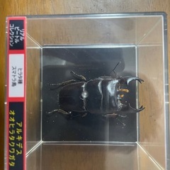 アルキデスオオヒラタクワガタ　短歯
