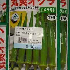 オクラの種、3倍量！