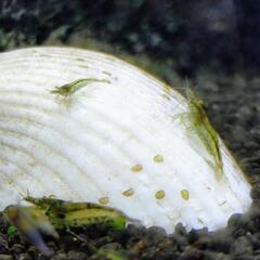 ミナミヌマエビ　あげますの画像