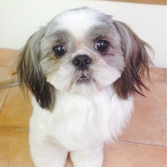 事業拡大のため一緒に頑張ってくださるトリマーさん募集です。の画像