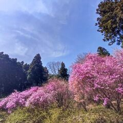【ゆるハイキング】【初心者向け】4月19日（土）武蔵五日市・今熊山！ミツバツツジを見に行こう！ - スポーツ