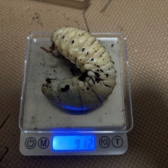 2月11日受渡し済み/外国産クワカブ幼虫まとめ売りの画像