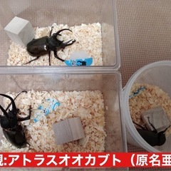 2月11日受渡し済み/外国産クワカブ幼虫まとめ売りの画像