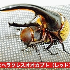 2月11日受渡し済み/外国産クワカブ幼虫まとめ売りの画像
