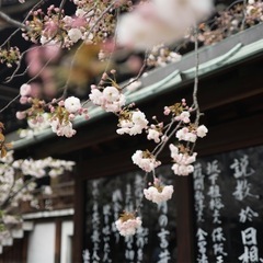 【Japanese Lesson】日本語レッスン