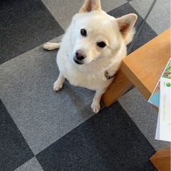 ポメ柴 約3歳 オス - 犬