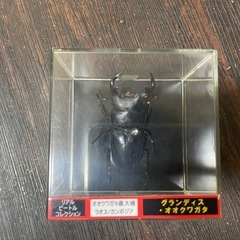 グランディスオオクワガタ