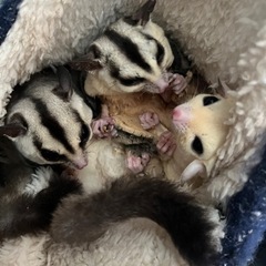 フクロモモンガ3匹
