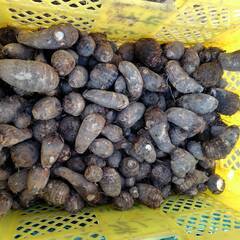 訳あり里芋　の画像